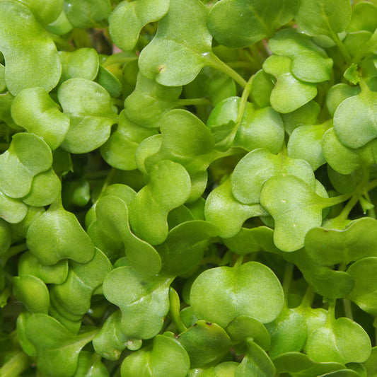 Watercress