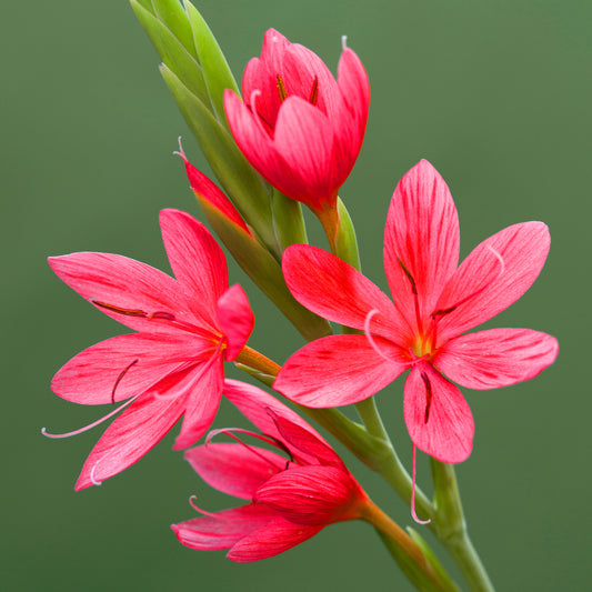 Hesperantha 'Oregon Sunset'