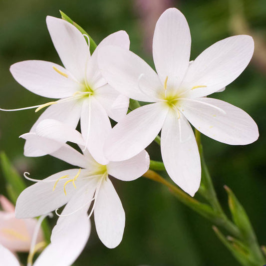 Hesperantha 'Pink Princess'