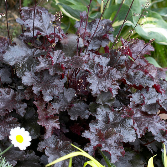 Heuchera 'Black Beauty'