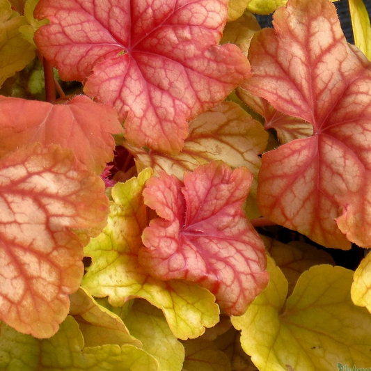 Heuchera 'Champagne'