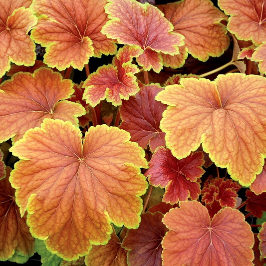 Heuchera 'Delta Dawn'