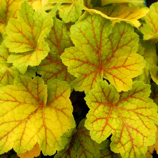 Heuchera 'Electra'