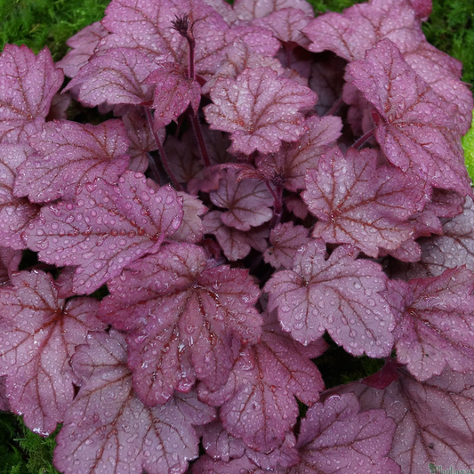 Heuchera 'Grape Soda'