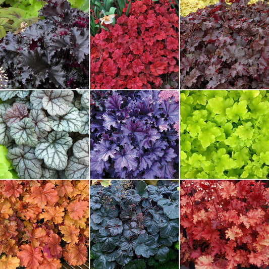 Heuchera Mix