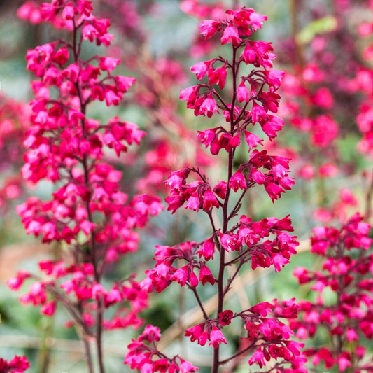 Heuchera 'Paris'