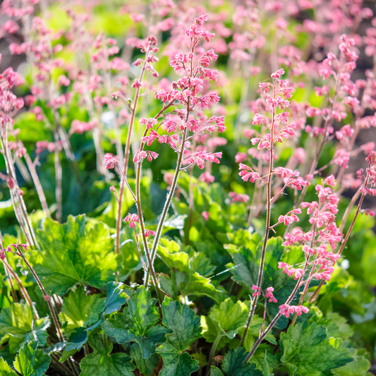 Heuchera 'Little Cutie Peppermint'