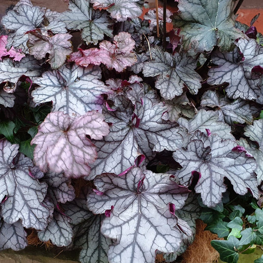 Heuchera 'Violet Shimmer'