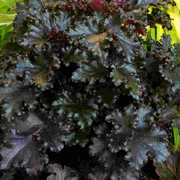 Heuchera 'Black Taffeta'