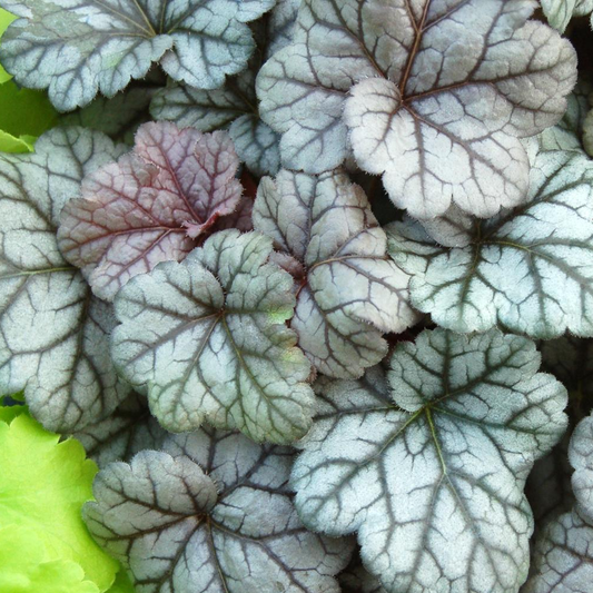 Heuchera 'Cinnabar Silver'