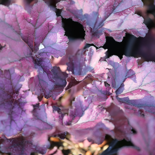 Heuchera 'Forever Purple'