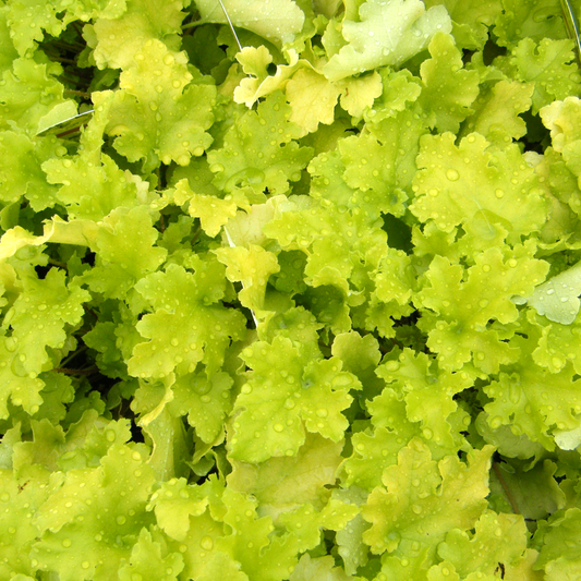 Heuchera 'Lime Marmalade'