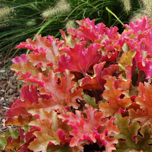 Heuchera 'Marmalade'