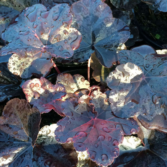 Heuchera 'Obsidian'