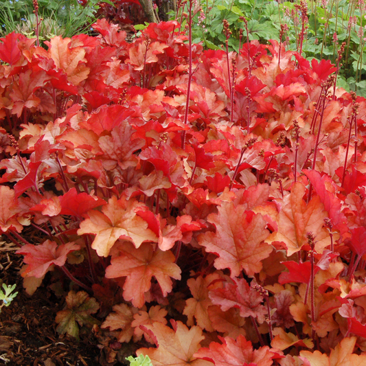 Heuchera 'Paprika'