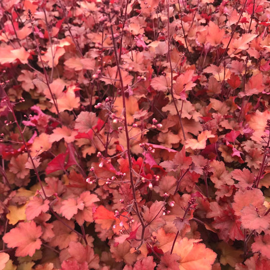 Heuchera 'Cranberry'