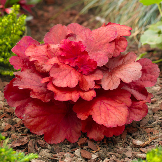 Heuchera 'Fire Alarm'