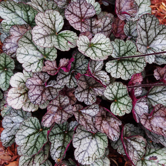 Heuchera 'Glitter'