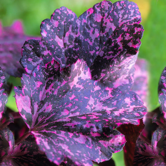 Heuchera 'Midnight Rose'