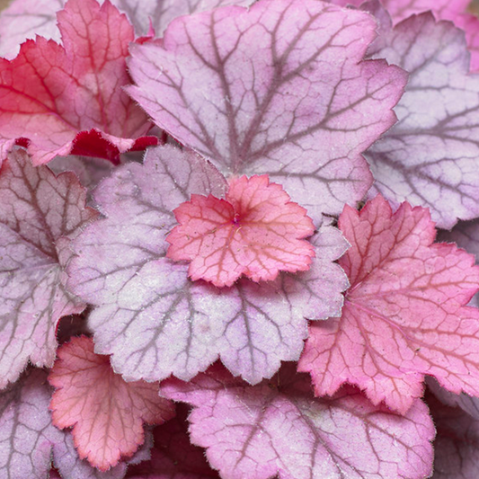 Heuchera 'Little Cutie Sugar Berry'