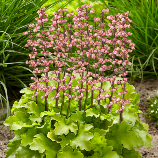 Heuchera 'Sweet Caroline'