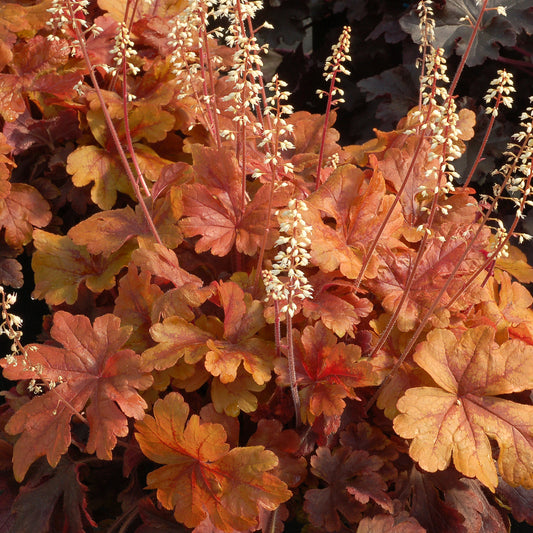 Heucherella 'Buttered Rum'