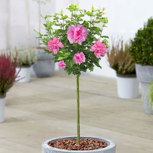 Hibiscus Patio Tree Collection