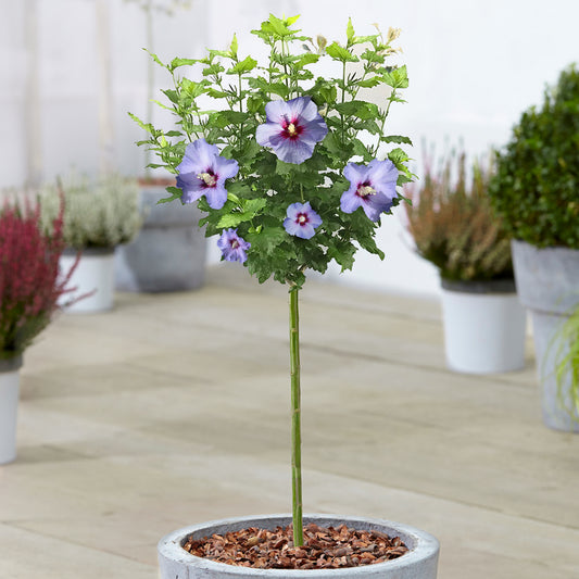 Hibiscus 'Oiseau Blue' Patio Tree