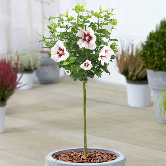 Hibiscus 'Red Heart' Patio Tree