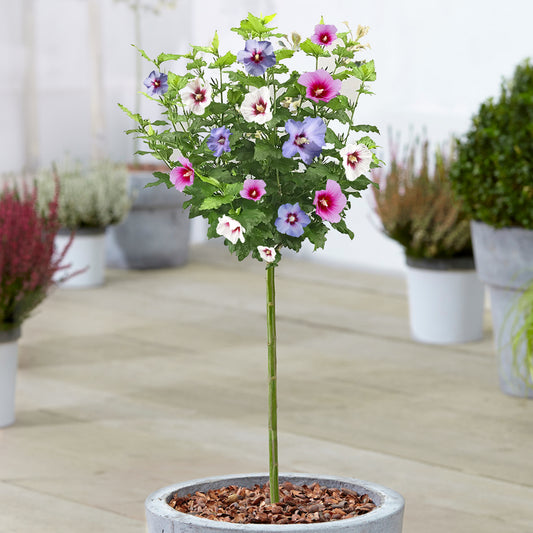 Hibiscus 'Tricolour' Patio Tree