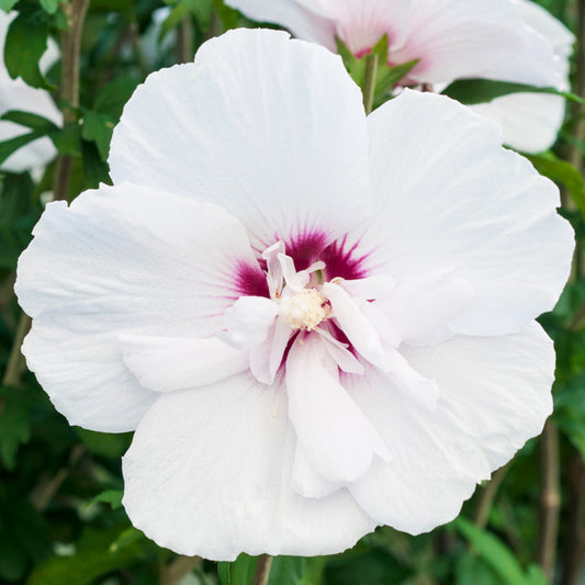 Hibiscus 'China Chiffon'