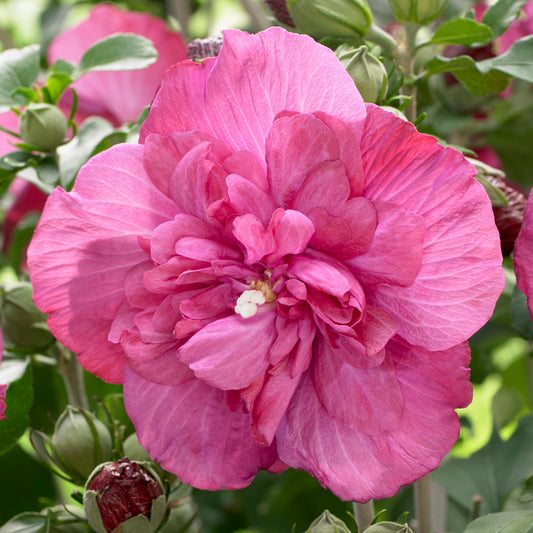 Hibiscus 'Magenta Chiffon'