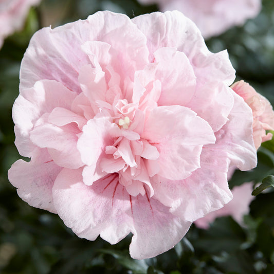 Hibiscus 'Pink Chiffon'