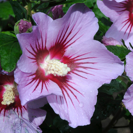 Hibiscus 'Pink Flirt'