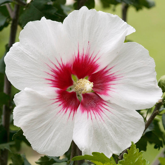 Hibiscus 'Red Heart'