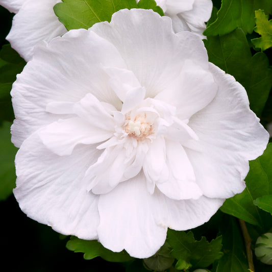 Hibiscus 'White Chiffon'