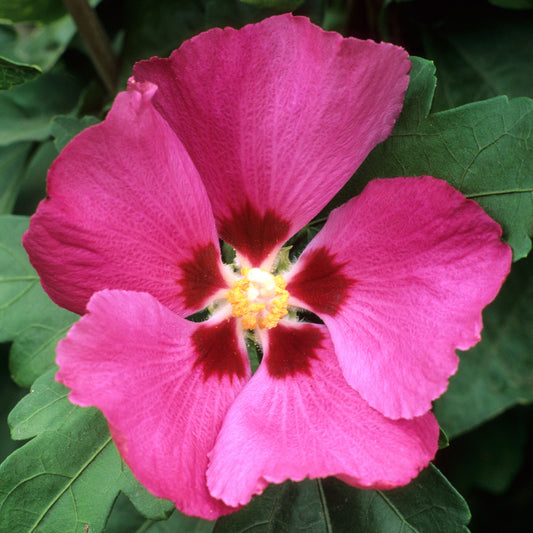 Hibiscus 'Woodbridge'