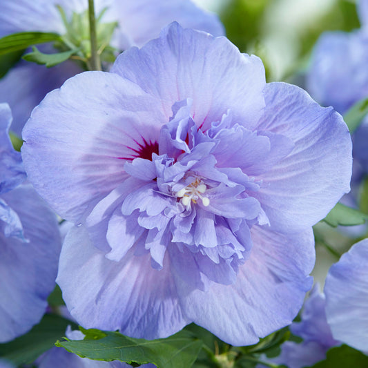 Hibiscus 'Blue Chiffon'