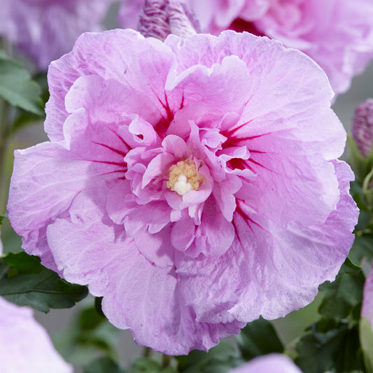 Hibiscus 'Lavender Chiffon'