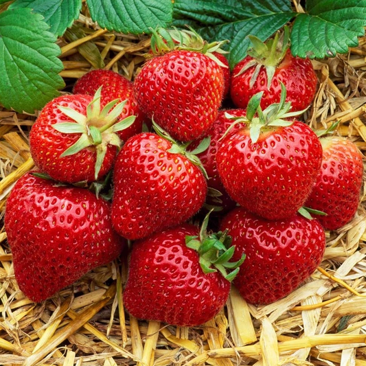 Strawberry 'Honeoye'