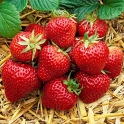 Strawberry 'Honeoye' Bare Root Plants