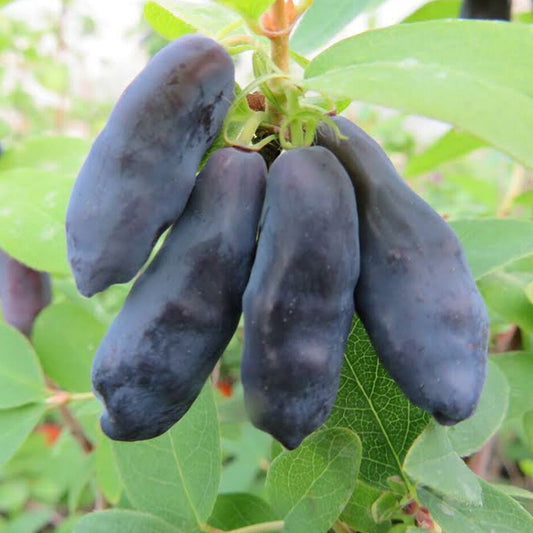 Honeyberry 'Blue Banana'