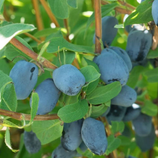 Honeyberry 'Boreal Beauty'