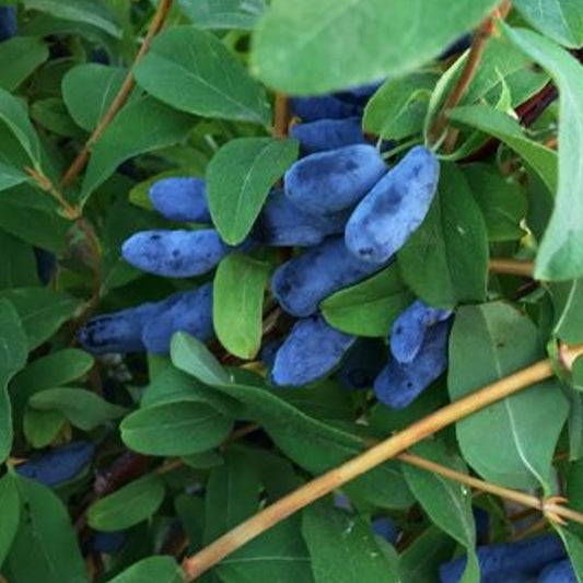 Honeyberry 'Boreal Blizzard'