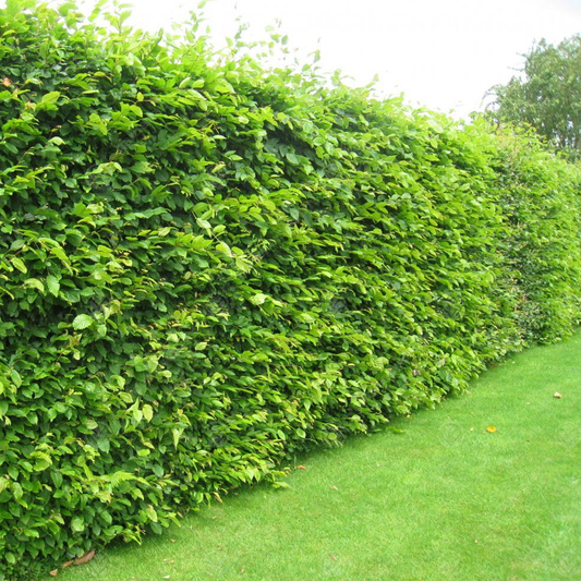 Hornbeam Bare Root Hedge