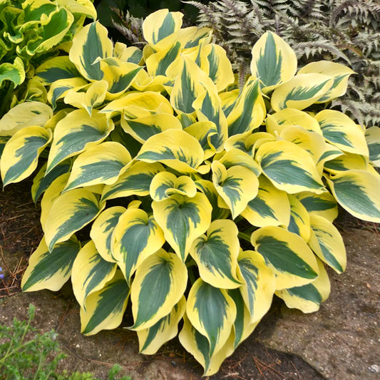 Hosta 'Autumn Frost'