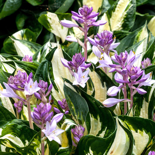 Hosta 'Fire and Ice'