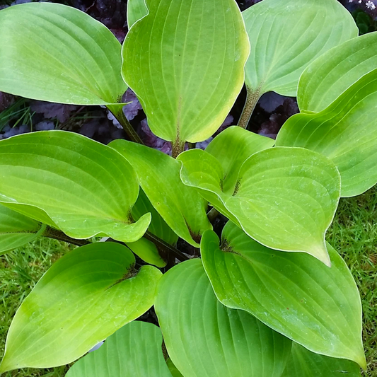 Hosta 'Purple Heart'