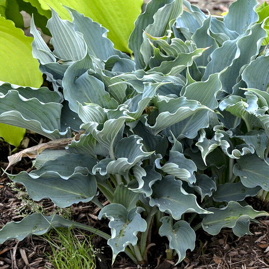 Hosta 'Waterslide'