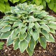 Hosta 'First Frost'